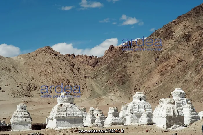 : India, Ladakh, Shey, white stupa forest : India, Ladakh, Shey, white stupa forest