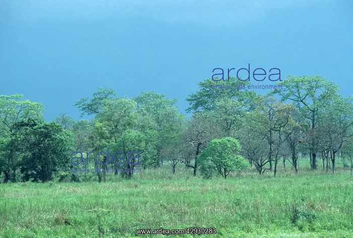  : India - Manas Tiger Reserve, Monsoon cloud