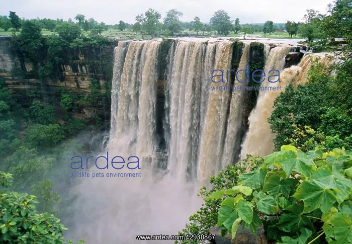 : India - monsoon season. Tropical deciduous forest : India - monsoon season. Tropical deciduous forest