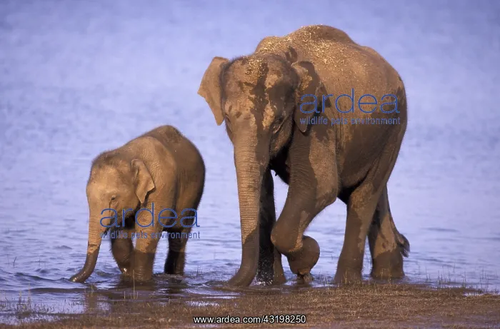 : India, Nagarhole National Park. Asian elephant family : India, Nagarhole National Park. Asian elephant family