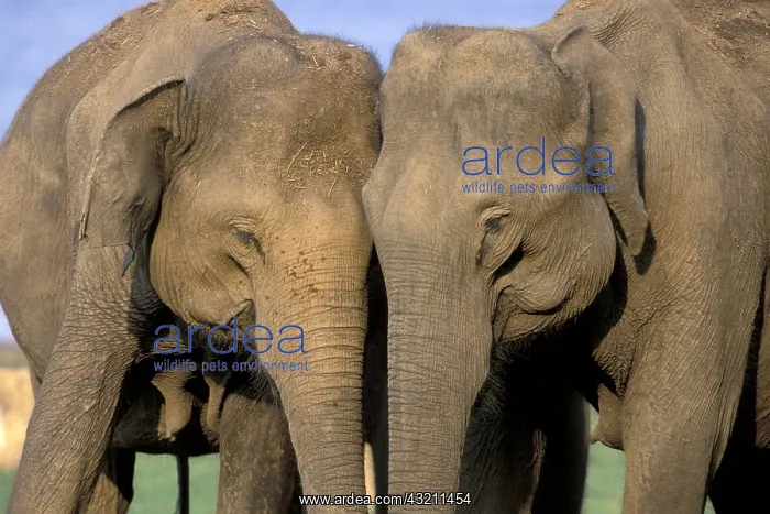 : India, Nagarhole National Park. Asian elephant herd : India, Nagarhole National Park. Asian elephant herd