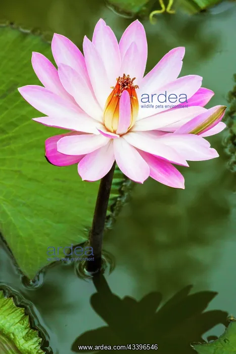 : India, North Gujarat, Rann. Water lily. Genus nymphaea : India, North Gujarat, Rann. Water lily. Genus nymphaea