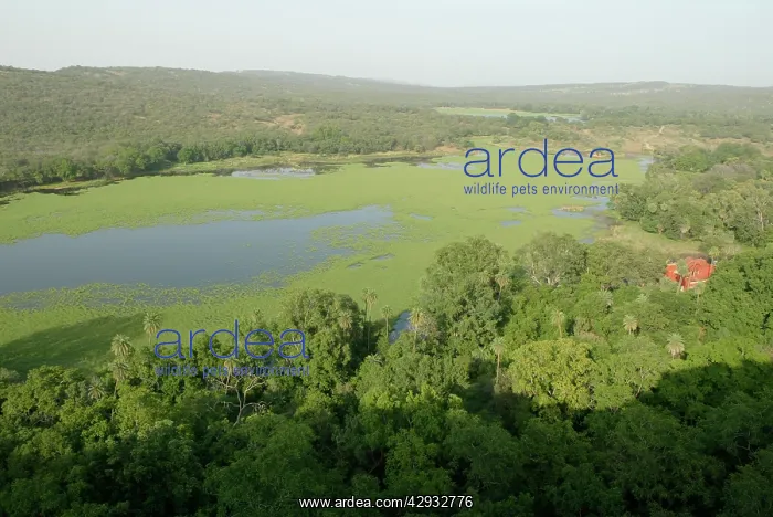 : INDIA - Padam Talao, Aerial view of lakeside forest : INDIA - Padam Talao, Aerial view of lakeside forest