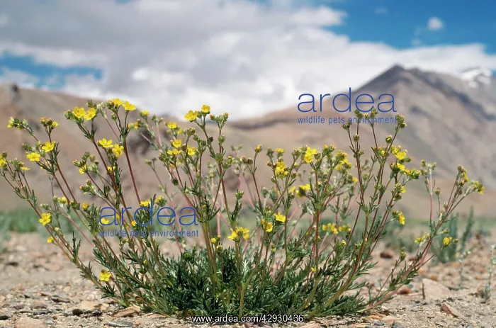 : India - Potentilla Multifida Flowers - 15, 000 ft : India - Potentilla Multifida Flowers - 15, 000 ft