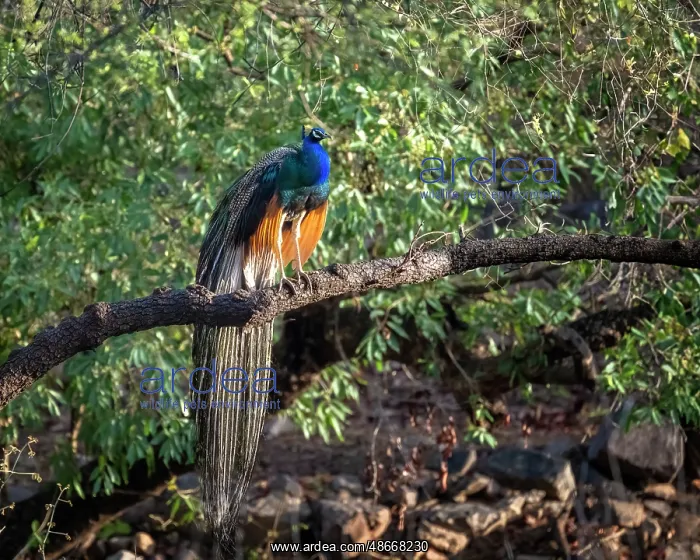 : India, Rajasthan. Ranthambore National Park. Male peafowl or : India, Rajasthan. Ranthambore National Park. Male peafowl or