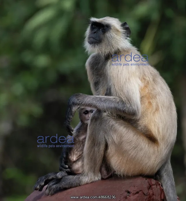 : India, Rajasthan. Ranthambore National Park. Female Grey : India, Rajasthan. Ranthambore National Park. Female Grey