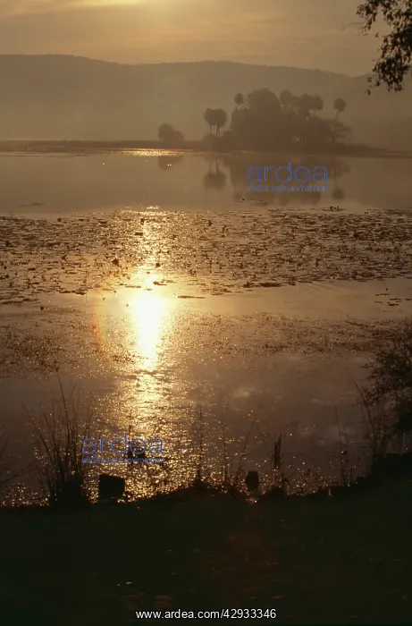 : INDIA - Rajbagh lake in Ranthambhore National Park : INDIA - Rajbagh lake in Ranthambhore National Park