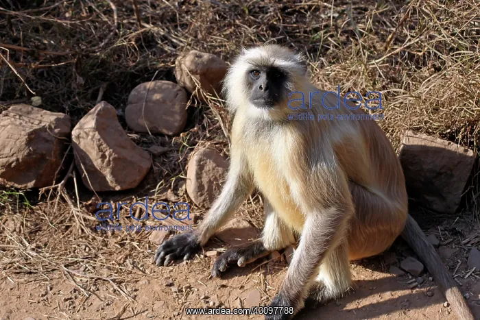 : India, Ranthambore. Gray Langur monkey of : India, Ranthambore. Gray Langur monkey of