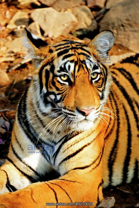 : India, Sawai Madhopur, Ranthambore National : India, Sawai Madhopur, Ranthambore National