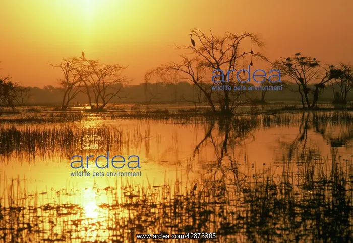 : India - At sunset : India - At sunset