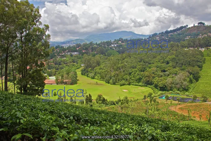 : India, Tamil Nadu, Nilgiri Mountains, UNESCO : India, Tamil Nadu, Nilgiri Mountains, UNESCO