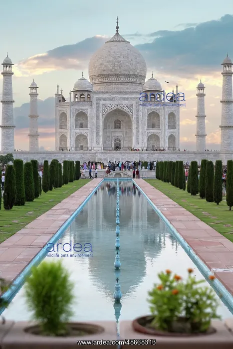 : India, Uttar Pradesh, Agra. Taj Mahal, vertical view of Taj : India, Uttar Pradesh, Agra. Taj Mahal, vertical view of Taj