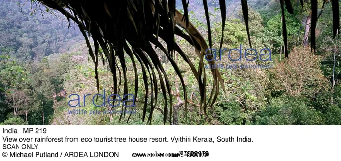  : INDIA - view over rainforest from eco-tourist treehouse