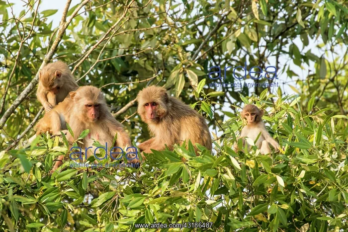 : India, West Bengal, Sunderbans, Rhesus macaque (Macaca : India, West Bengal, Sunderbans, Rhesus macaque (Macaca
