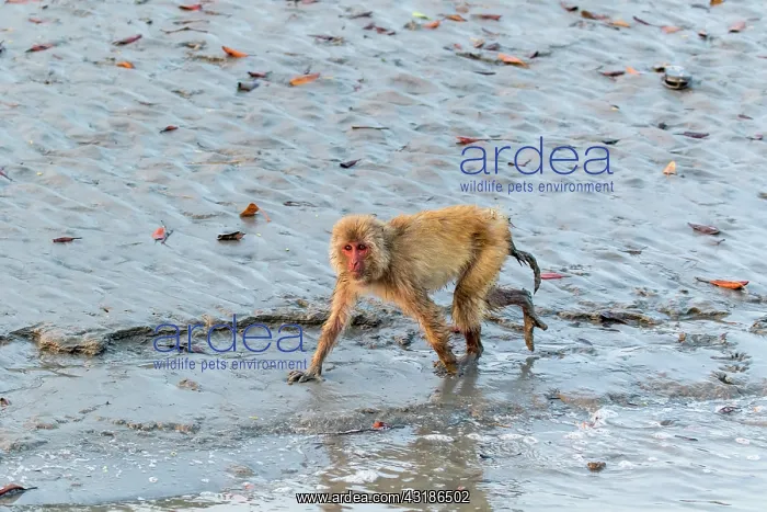 : India, West Bengal, Sunderbans, Rhesus macaque (Macaca : India, West Bengal, Sunderbans, Rhesus macaque (Macaca