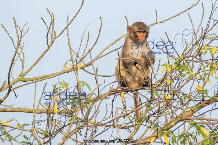 : India, West Bengal, Sunderbans, Rhesus macaque (Macaca : India, West Bengal, Sunderbans, Rhesus macaque (Macaca