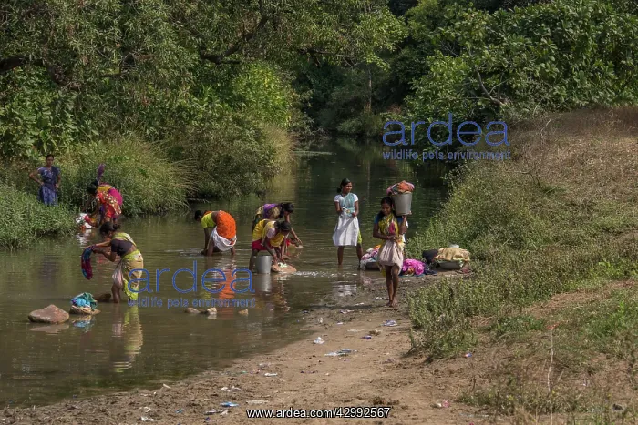 : India women washing clothes in narrow river : India women washing clothes in narrow river