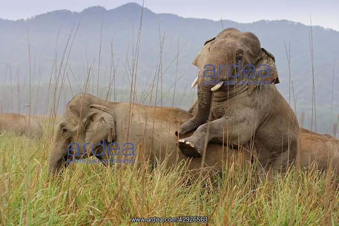: Indian / Asia Elephant - pair mating : Indian / Asia Elephant - pair mating