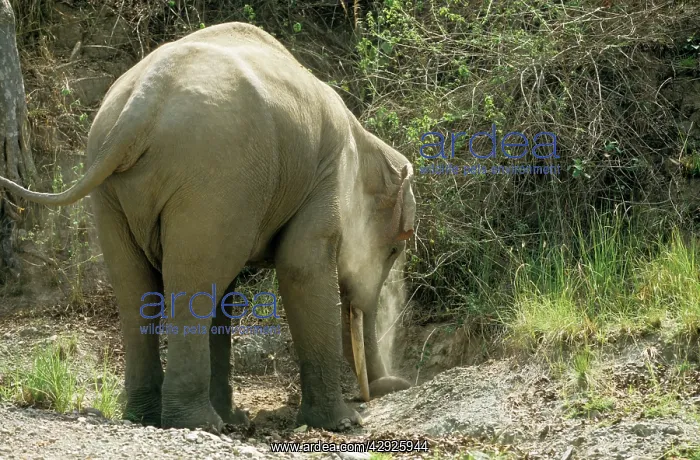 : Indian / Asian Bull elephant digging at the salt-lick : Indian / Asian Bull elephant digging at the salt-lick