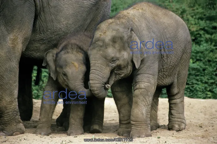 : Indian / Asian Elephant - 2 young animals playing : Indian / Asian Elephant - 2 young animals playing