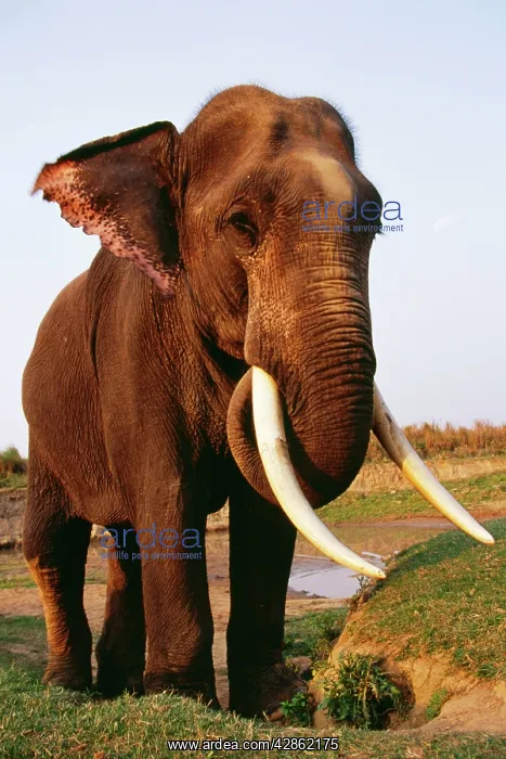 : Indian / Asian ELEPHANT : Indian / Asian ELEPHANT