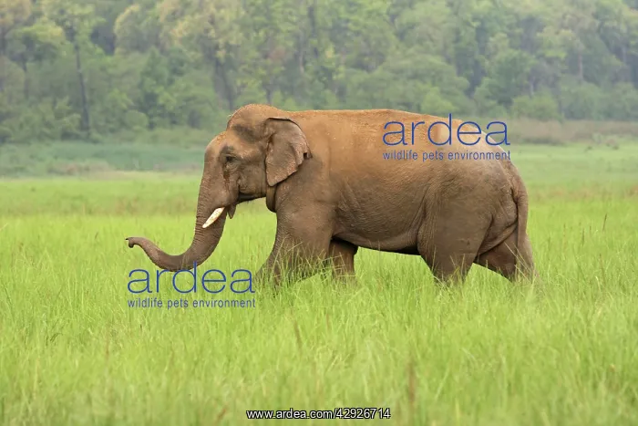 : Indian / Asian Elephant : Indian / Asian Elephant
