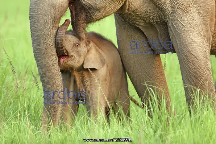 : Indian / Asian Elephant - adult with calf : Indian / Asian Elephant - adult with calf
