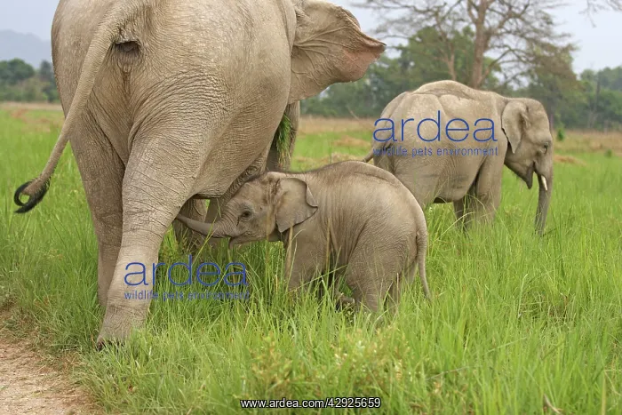 : Indian / Asian Elephant - adult with calf suckling : Indian / Asian Elephant - adult with calf suckling