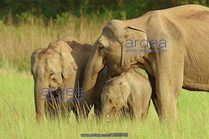: Indian / Asian Elephant - adult with calves : Indian / Asian Elephant - adult with calves