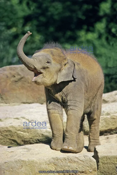  : Indian  /  Asian Elephant - baby animal trumpeting