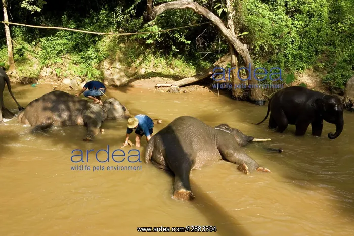 : Indian / Asian Elephant - Bathing and cleaning : Indian / Asian Elephant - Bathing and cleaning
