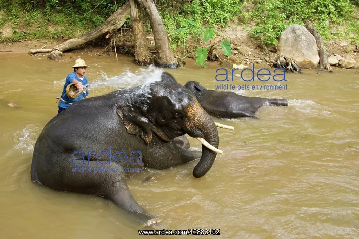 : Indian / Asian Elephant - Bathing and cleaning : Indian / Asian Elephant - Bathing and cleaning