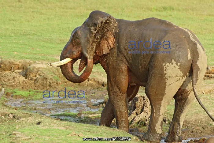 : Indian / Asian Elephant - bathing, spraying water : Indian / Asian Elephant - bathing, spraying water