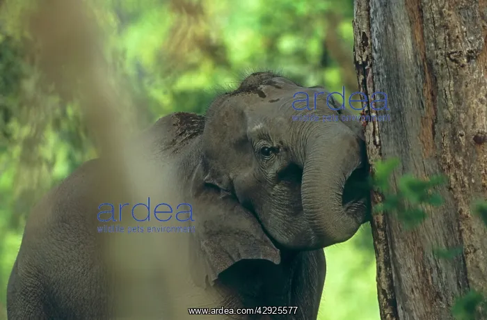 : Indian / Asian Elephant biting the bark : Indian / Asian Elephant biting the bark