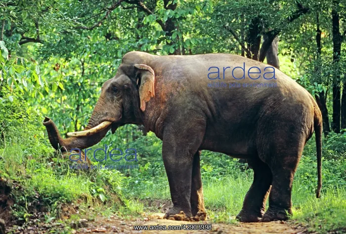 : Indian / Asian Elephant breaking termite mound, double masth : Indian / Asian Elephant breaking termite mound, double masth