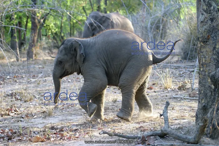 : Indian / Asian elephant - calf : Indian / Asian elephant - calf