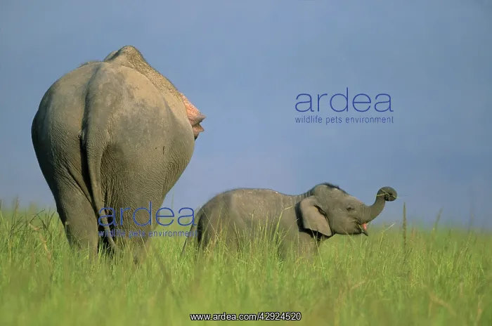 : Indian / Asian Elephant - with calf : Indian / Asian Elephant - with calf