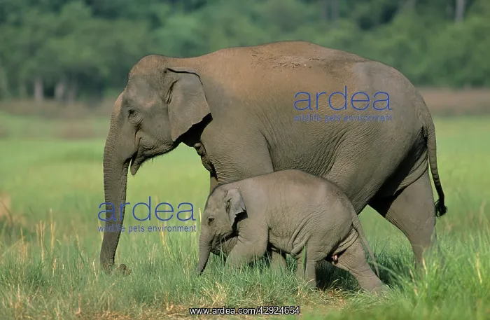 : Indian / Asian Elephant - with calf : Indian / Asian Elephant - with calf