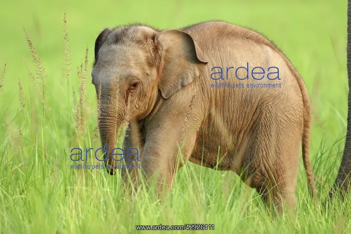 : Indian / Asian Elephant - calf : Indian / Asian Elephant - calf