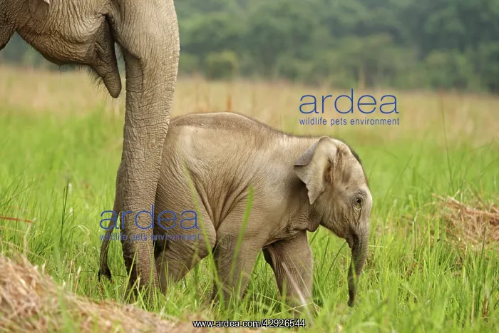: Indian / Asian Elephant - calf : Indian / Asian Elephant - calf