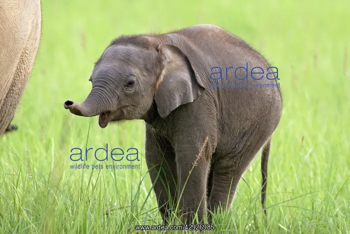 : Indian / Asian Elephant - calf : Indian / Asian Elephant - calf