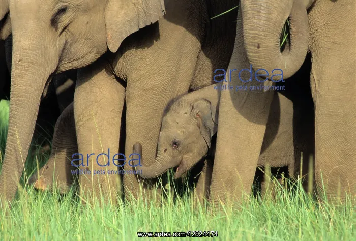 : Indian / Asian Elephant - calf in herd : Indian / Asian Elephant - calf in herd