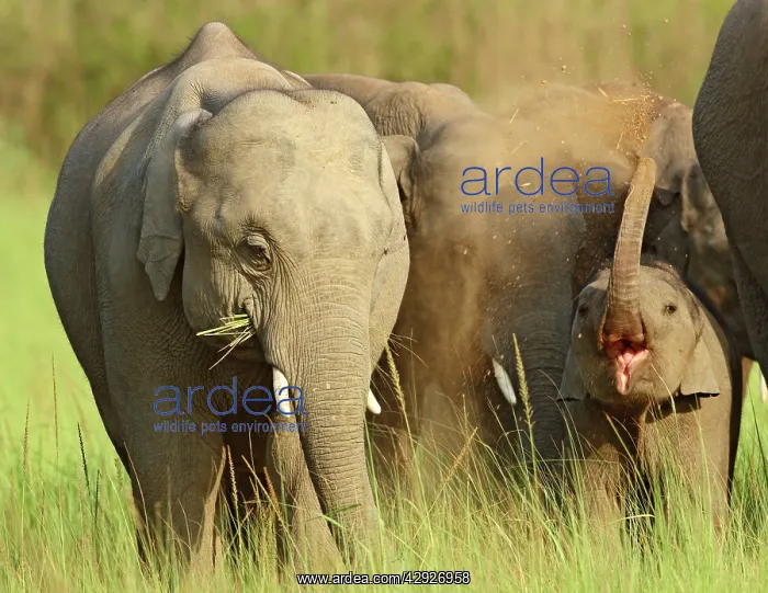 : Indian / Asian Elephant - calf learning to take dust bath : Indian / Asian Elephant - calf learning to take dust bath