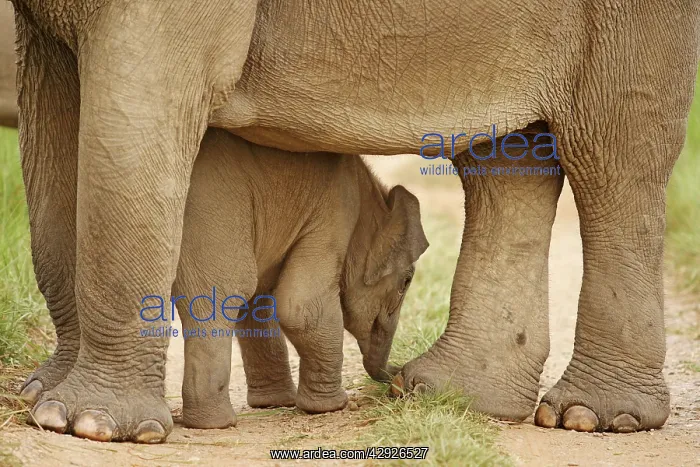 : Indian / Asian Elephant - calf sheltering under adult : Indian / Asian Elephant - calf sheltering under adult