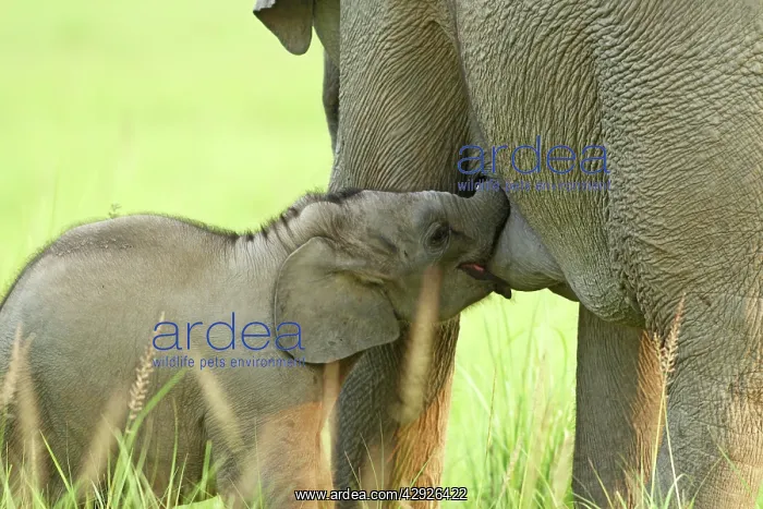 : Indian / Asian Elephant - calf suckling : Indian / Asian Elephant - calf suckling