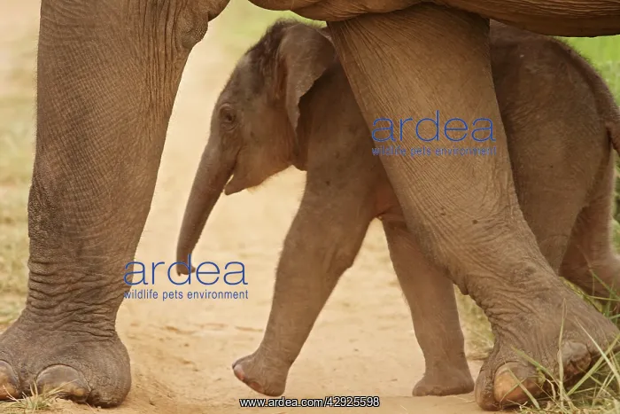 : Indian / Asian Elephant - calf walking - sheltering : Indian / Asian Elephant - calf walking - sheltering