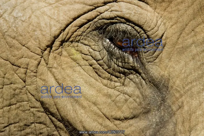 : Indian / Asian Elephant - Captive animal in the : Indian / Asian Elephant - Captive animal in the