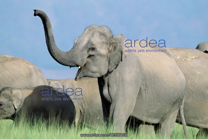 : Indian / Asian ELEPHANT - Catching the scent : Indian / Asian ELEPHANT - Catching the scent