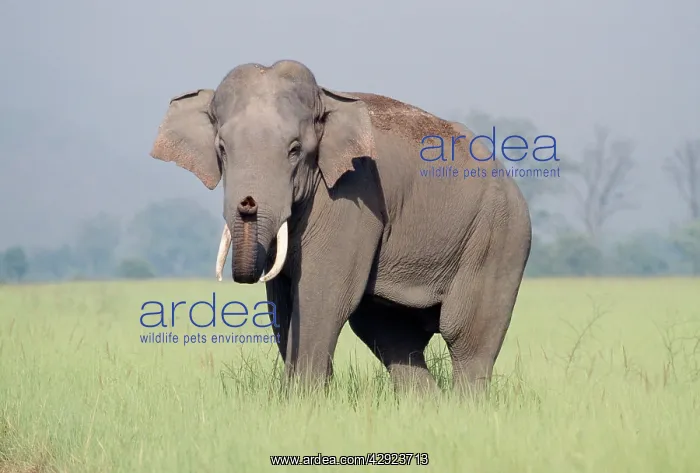 : Indian / Asian ELEPHANT - Catching the scent : Indian / Asian ELEPHANT - Catching the scent