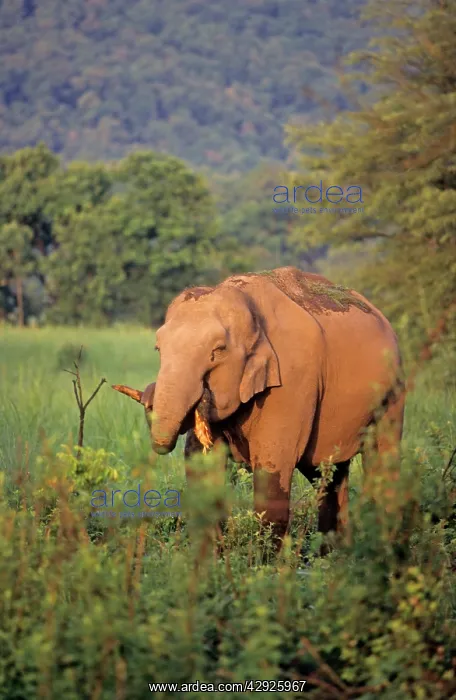 : Indian / Asian Elephant chewing the branch : Indian / Asian Elephant chewing the branch